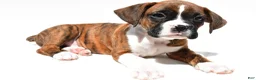 Boxer dogs for sale: Stan - Ad 3