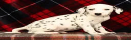 Dalmatian dogs for sale: Daisy - Ad 4