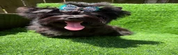 Yorkshire Terrier dogs for sale: Solid black male  - Ad 8