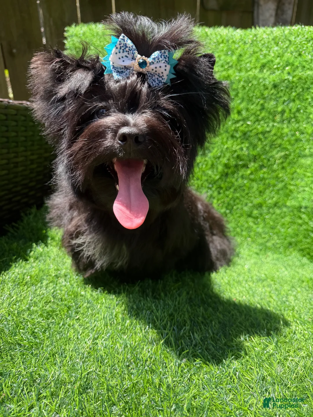 Yorkshire Terrier dogs for sale: Solid black male  - Ad 8