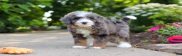 Mini Bernedoodle dogs for sale: Bear - Ad 6