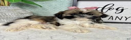 Shih Tzu dogs for sale: Sugar - Ad 2