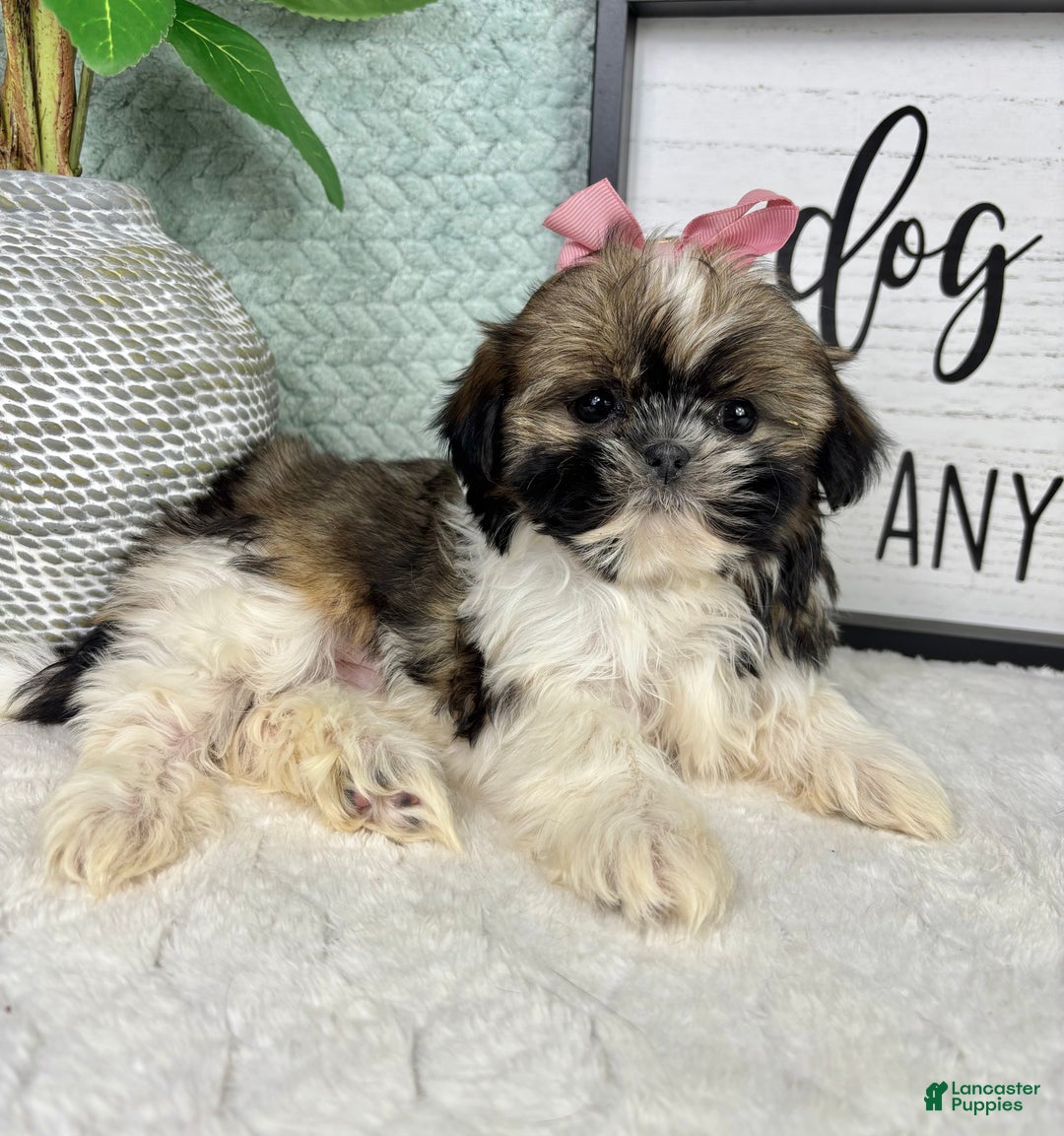 Shih Tzu dogs for sale: Sugar - Ad 2