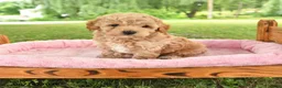 Toy Poodle dogs for sale: Adam - Ad 1