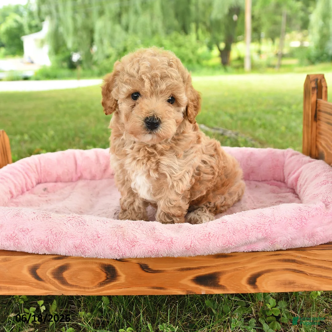 Toy Poodle dogs for sale: Adam - Ad 1
