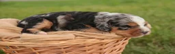 Mini Bernedoodle dogs for sale: Misha Mini Bernedoodle  - Ad 7