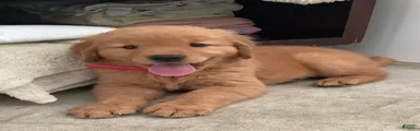 Golden Retriever 2 Sunshine 
