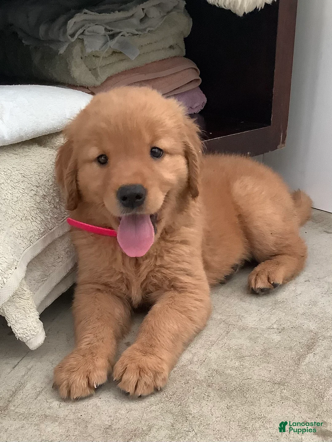 Golden Retriever dogs for sale: Golden Retriever 2 Sunshine  - Ad 1
