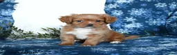 Shihpoo dogs for sale: Waylen - Ad 4