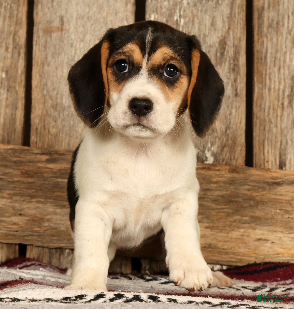 Beagle dogs Cuddles - Ad 2