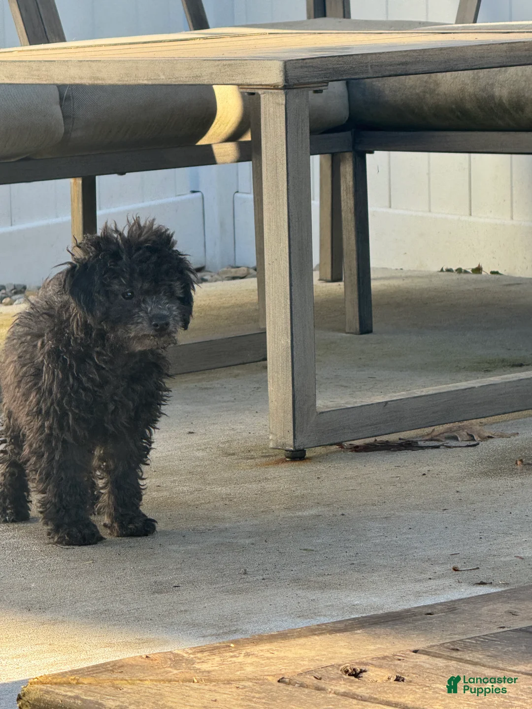 Miniature Poodle dogs for sale: Evan - Ad 2