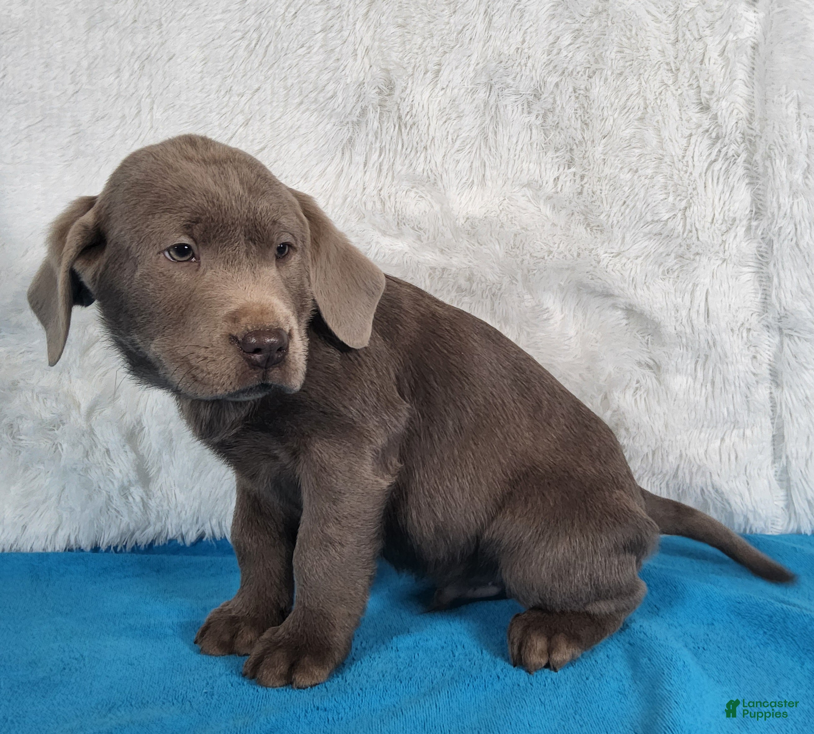 Labrador Retriever dogs Miles - Ad 2