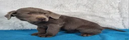 Labrador Retriever dogs for sale: Miles - Ad 2