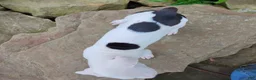 American Pit Bull Terrier dogs for sale: OREO - Ad 3