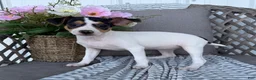 Toy Fox Terrier dogs for sale: Tulip - Ad 3