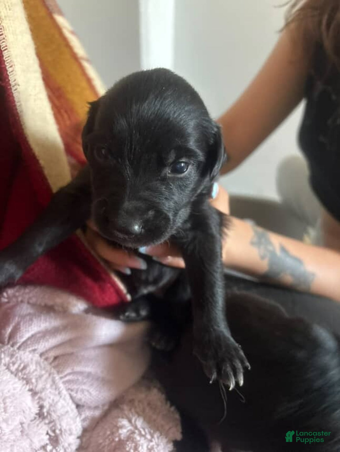 Mixed Breed dogs for sale: Ella - Ad 4