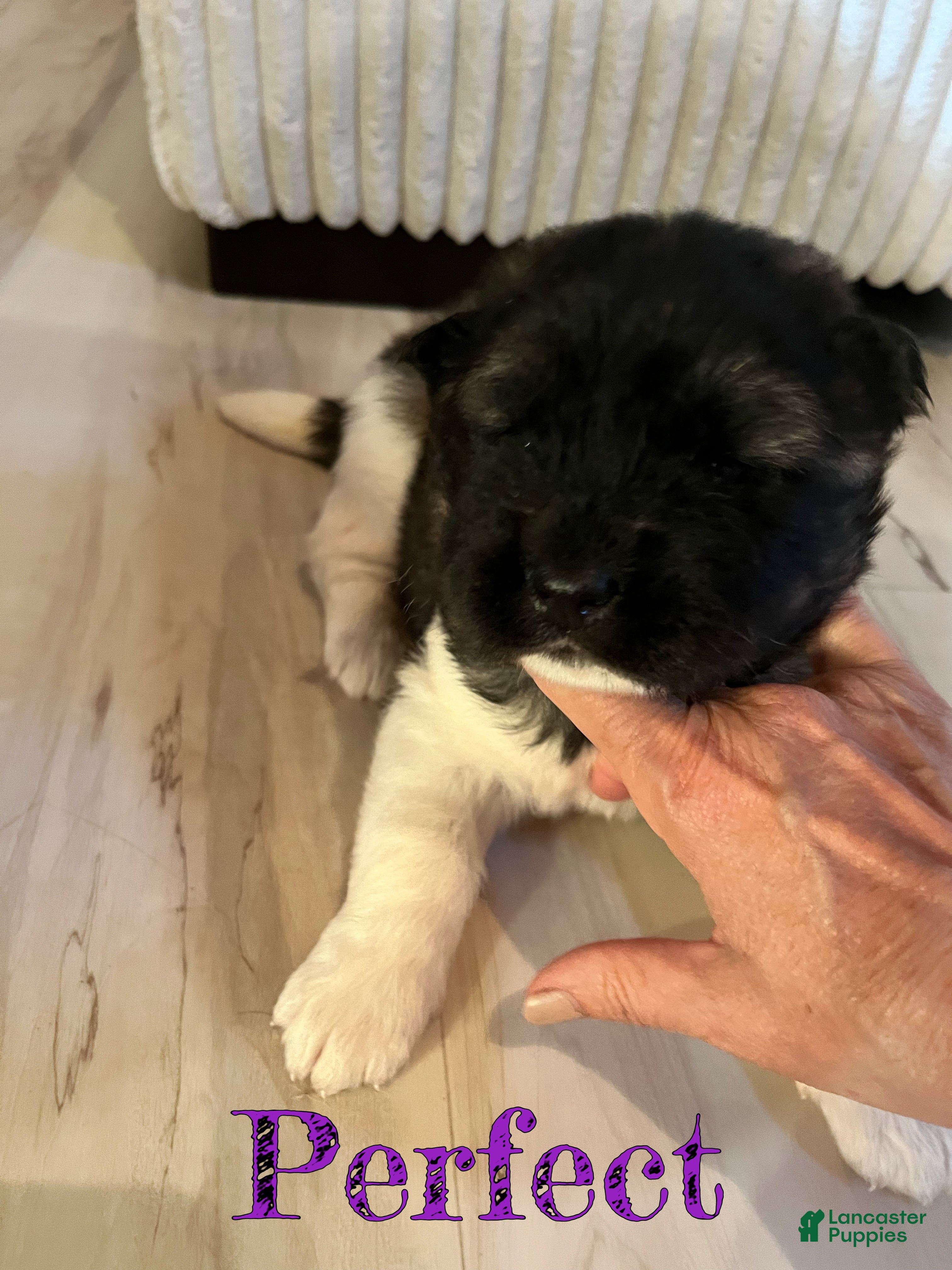 Akita dogs Perfect - Ad 2