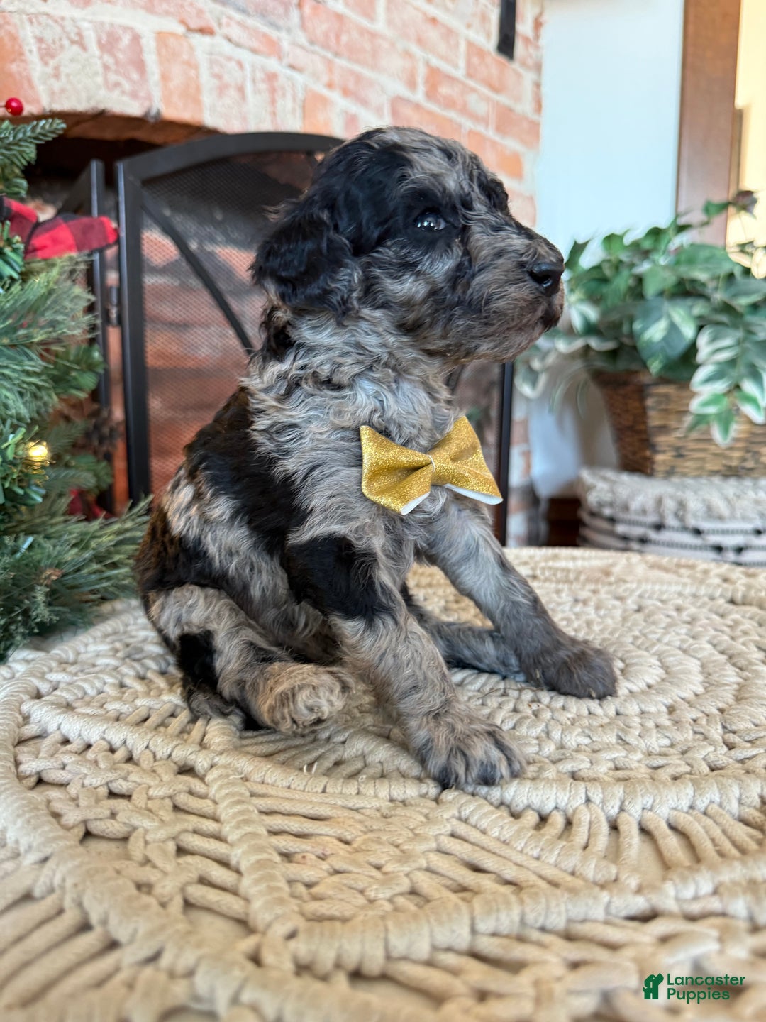 Mixed Breed dogs for sale: Patrick - Ad 2