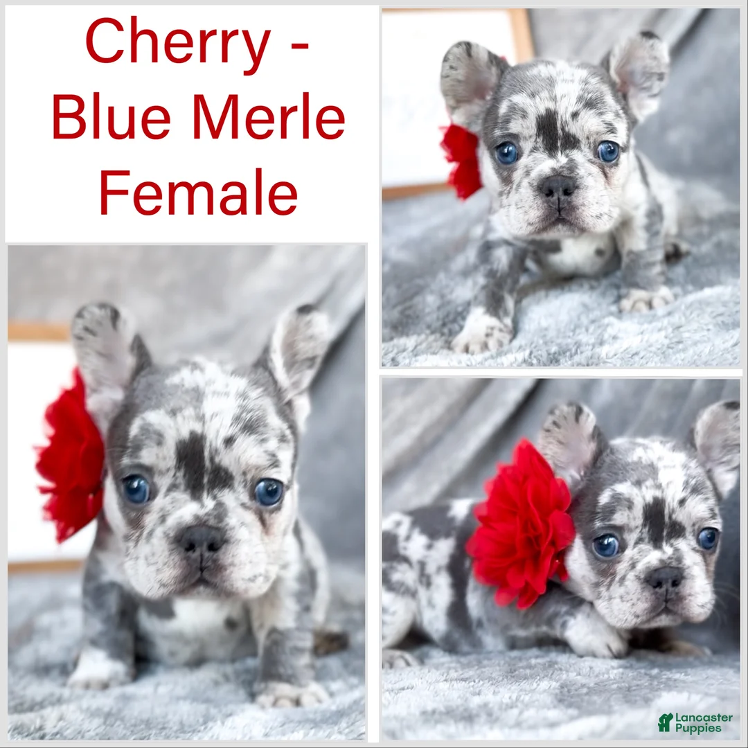 French Bulldog dogs for sale: Cherry AKC frenchie puppy - Ad 1