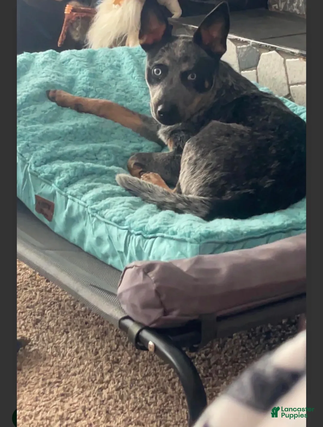 Australian Cattle Dog dogs for sale: Australian Cattle Dog 1 - Ad 3