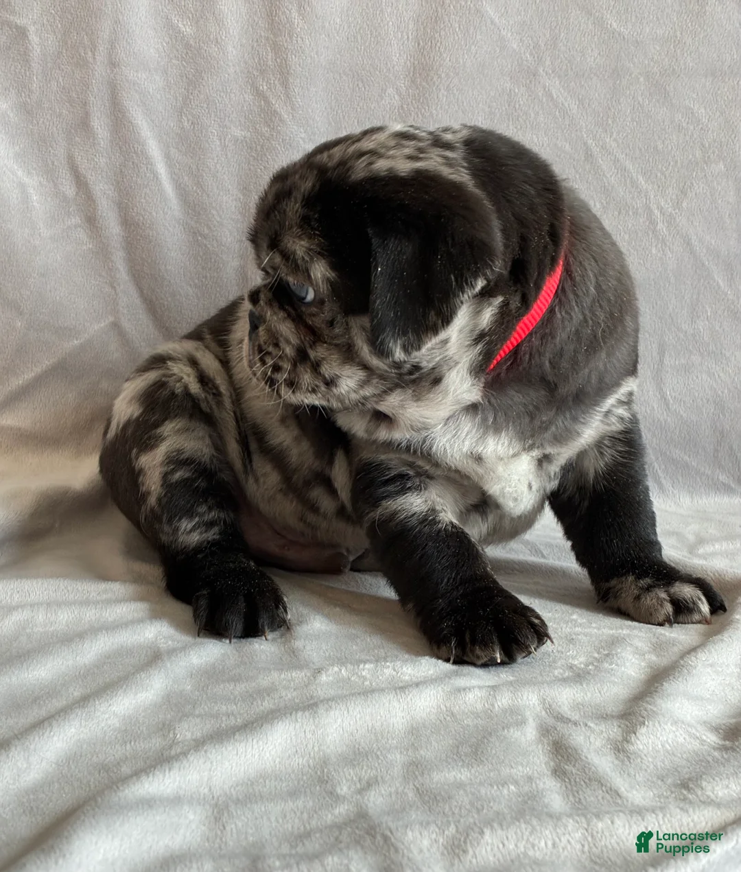 Pug dogs for sale: Tucker - Ad 6