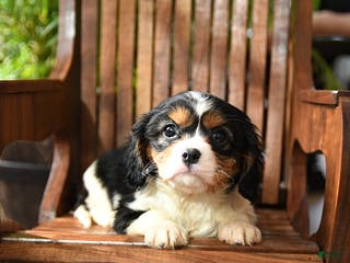 Cavalier King Charles Spaniel dogs Bubbles - Ad 12