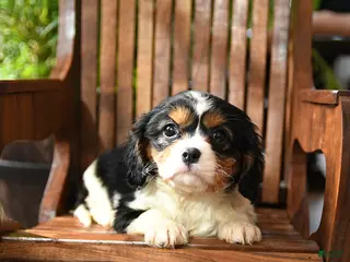 Cavalier King Charles Spaniel dogs Bubbles - Ad 8