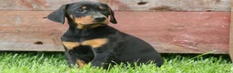Doberman Pinscher dogs for sale:  Delta (Black Rust) 🖤🐾 - Ad 15