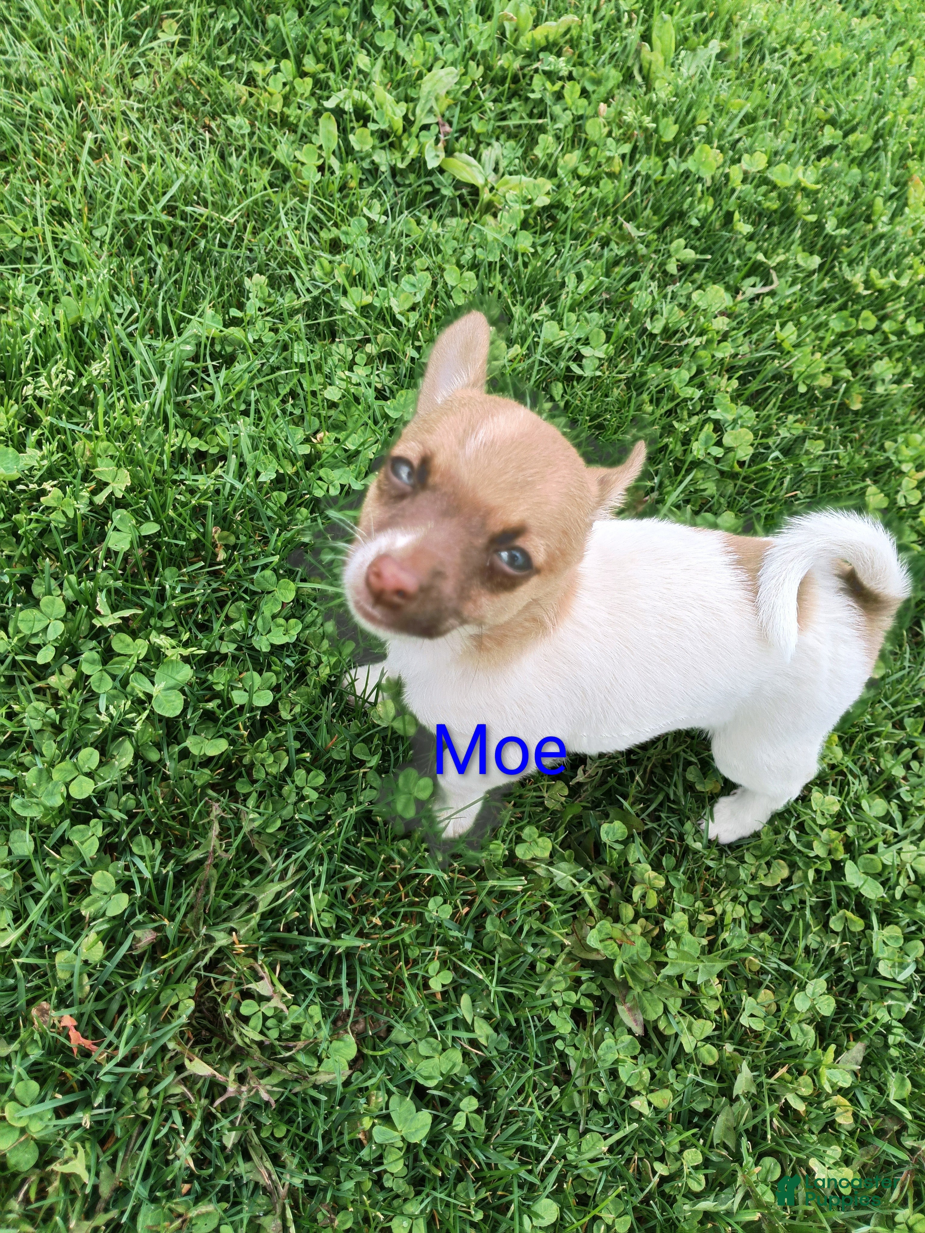 Chihuahua dogs Chihuahua Puppy 1 - Ad 35