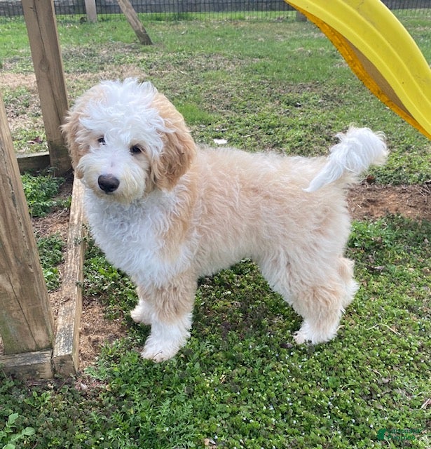 Mini Bernedoodle dogs Homer- genetic clear - Ad 1