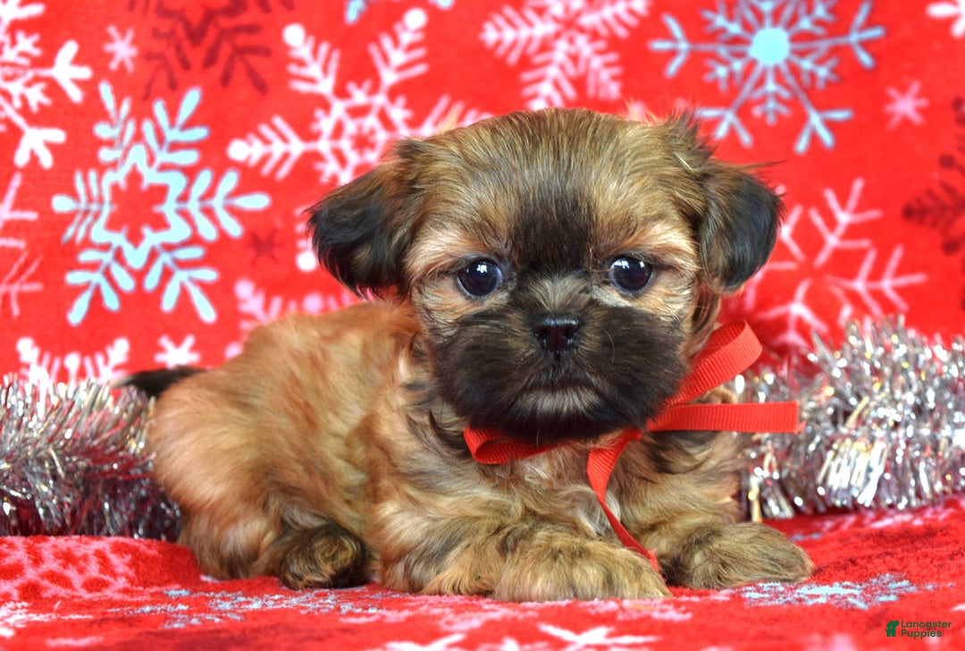 Shih Tzu dogs for sale: Peanut - Ad 3