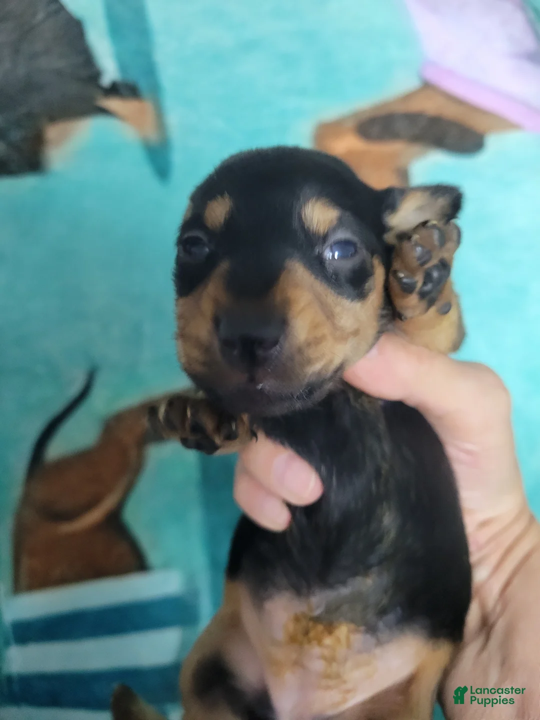 Miniature Dachshund dogs for sale: Miniature Dachshund Puppy 3 - Ad 2