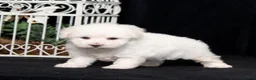Bichon Frise dogs for sale: Elayna - Ad 3
