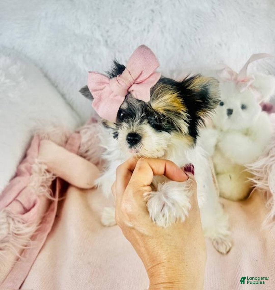 Yorkshire Terrier dogs for sale: Yorkshire Terrier Puppy 3 - Ad 3