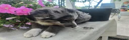 Border Collie dogs for sale: Blue - Ad 1