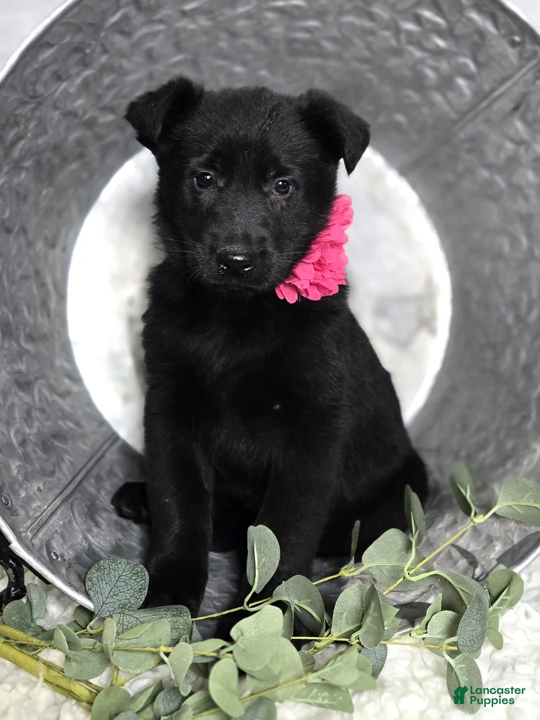 German Shepherd dogs for sale: Rose - Ad 1