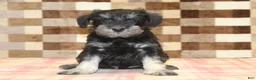 Miniature Schnauzer dogs for sale: Emily - Ad 3