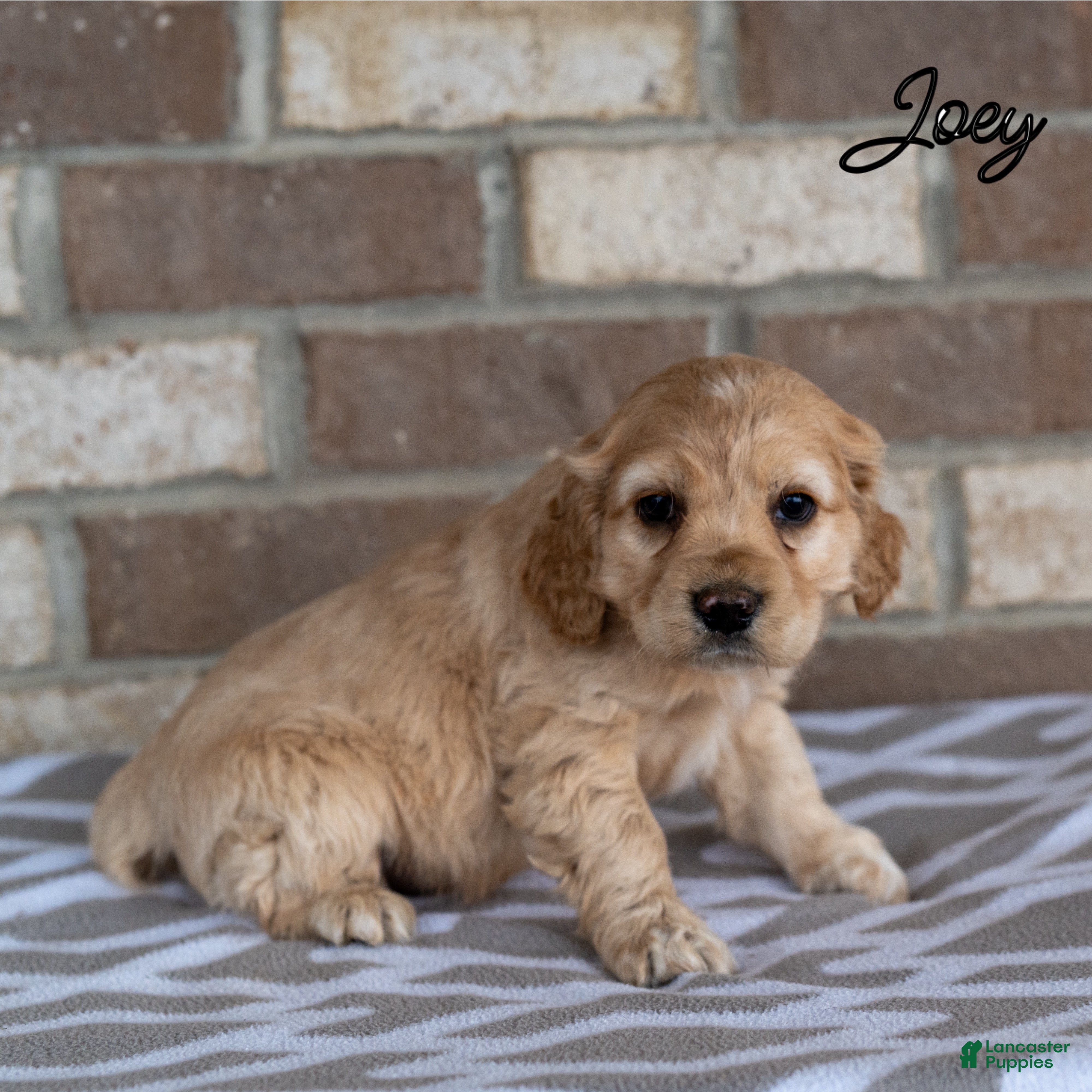Cocker Spaniel dogs Joey - Ad 5