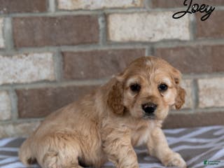 Cocker Spaniel dogs Joey - Ad 5