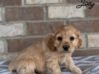 Cocker Spaniel dogs Joey - Ad 9