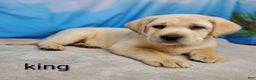 Labrador Retriever dogs for sale: King AKC - Ad 5