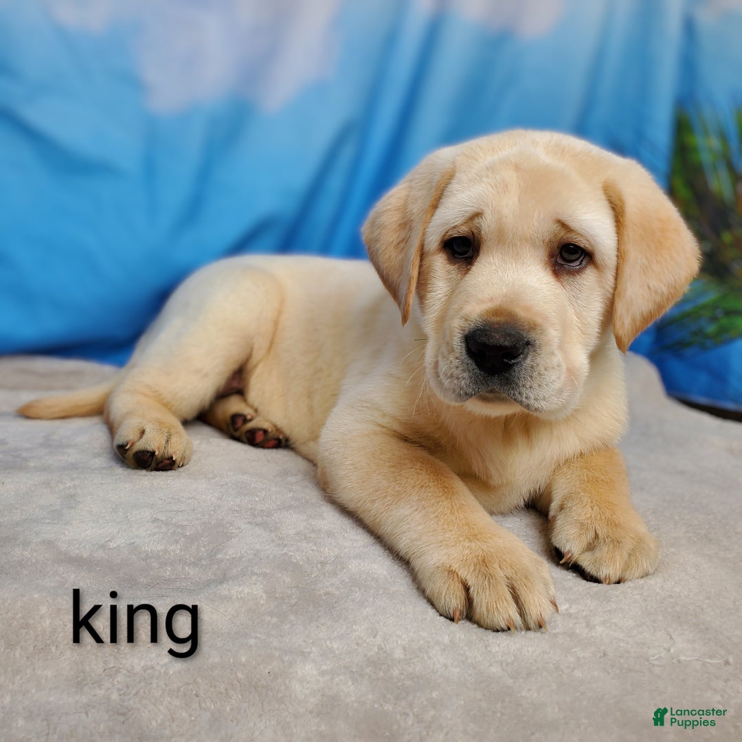 Labrador Retriever dogs for sale: King AKC - Ad 5