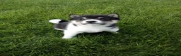 Shiba Inu dogs for sale: Trooper - Ad 4