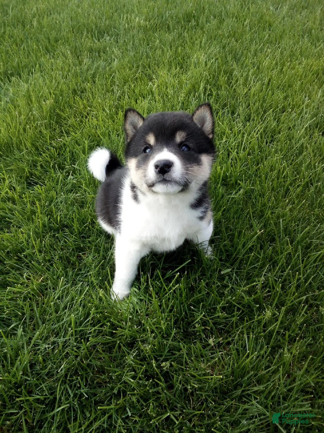 Shiba Inu dogs for sale: Trooper - Ad 4