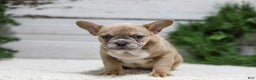 French Bulldog dogs for sale: Carter - Ad 4
