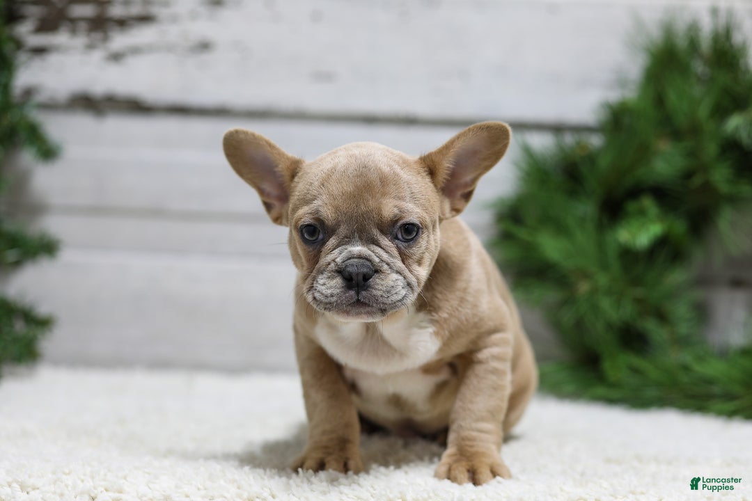 French Bulldog dogs for sale: Carter - Ad 4