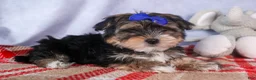 Morkie dogs for sale: Newton - Ad 17