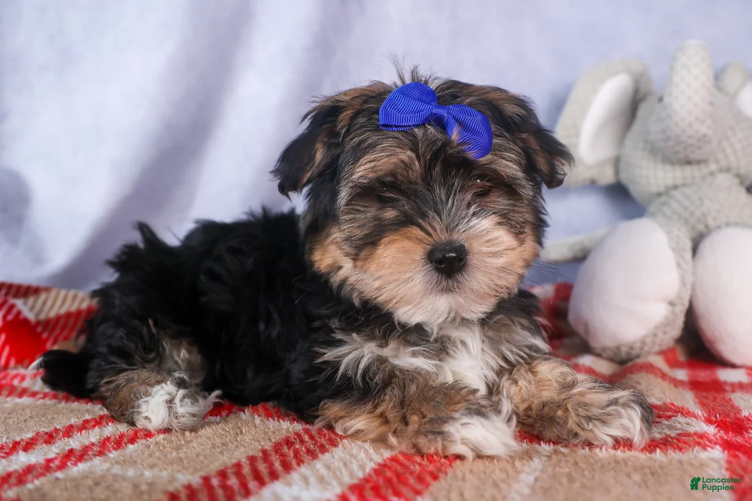Morkie dogs for sale: Newton - Ad 17