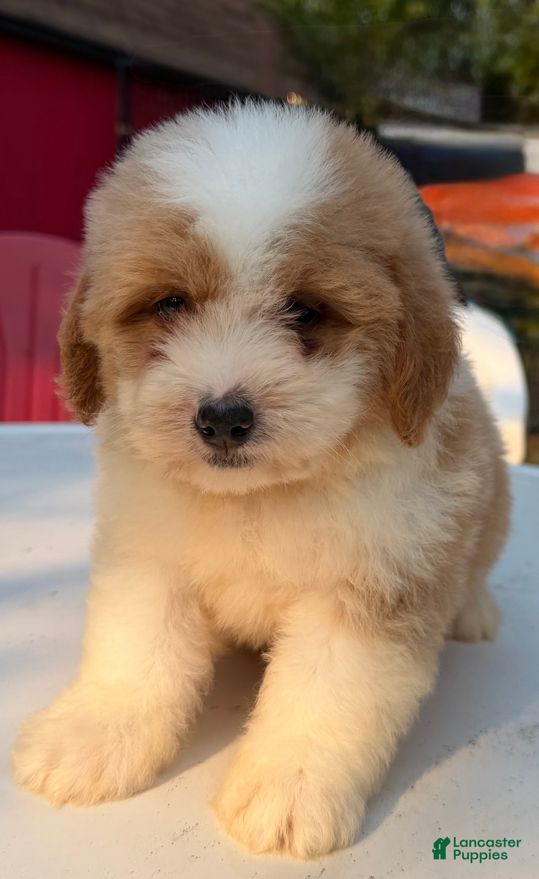 Mini Bernedoodle dogs Mini Bernedoodle male - Peanut Butter - Ad 1