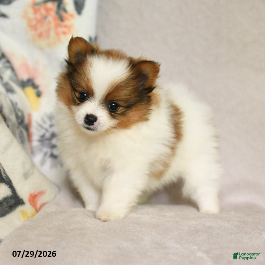 Pomeranian dogs Brittany - Ad 1